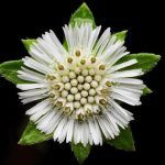 la-medicina-ayurvedica-una-alternativa-efectiva-para-la-salud-mental